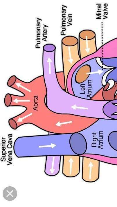 Label the blood flow through the circulatory system.
Blood enters the heart here: