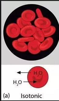Draw a simple sketch of a red blood cell in an isotonic solution. label the inside and the outside o