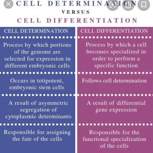 6) What process is shown in the diagram

O A. control systems
O B. cell determination
O C. cell diff