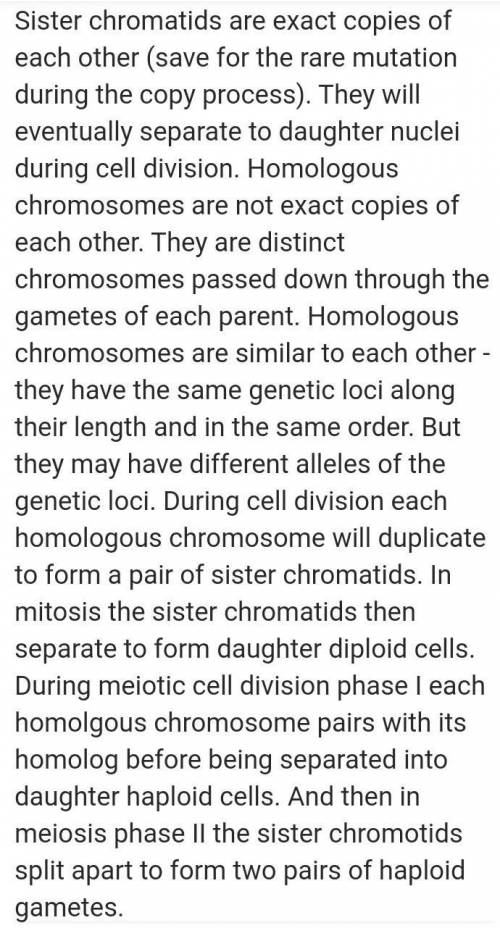 What is the structure of a chromosome? What is the difference between sister chromatids and homologo