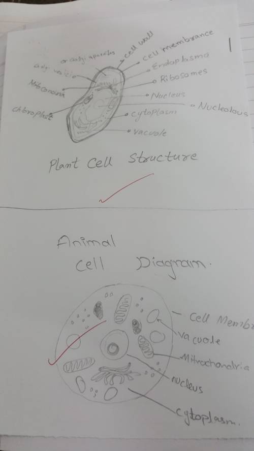 Which two structures would provide a positive identification of a plant cell under a microscope?   a