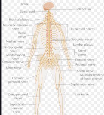 Is a reflex part of the central

nervous system, the peripheral
nervous system, or both? Explain.