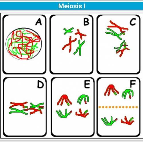 What is the major function of meiosis?  to