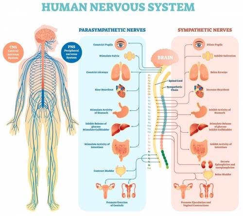 Research one of the body systems listed below. digestive system respiratory system muscular and skel