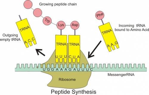 What is the name if the process in which trna is involved in making proteins? translation transcript
