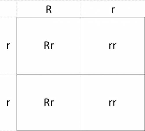 Use a punnett square in fruit flies, red eyes (r) are dominant to pink eyes (r). what is the phenoty
