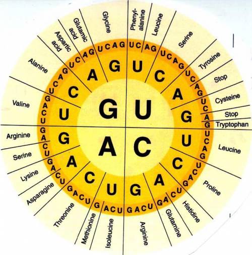 Use your codon chart and tell me what amino acids are coded for by the mRNA sequence AUG CGG UCC GGA