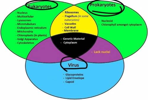Create a triple veen diagram comparing and contrasting a prokaryotic cell, eukaryotic cell and virus