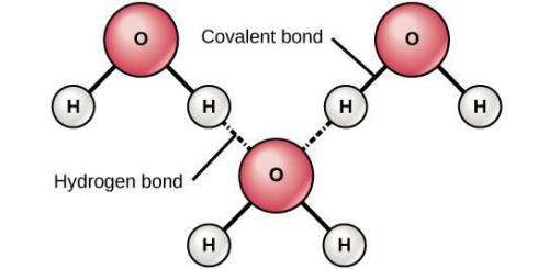 In a water molecule, what type of bond forms between the oxygen and hydrogen atoms