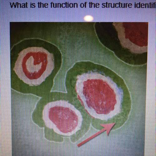 What is the function of the structure identified by the red arrow? (2 points)

food capture
mobility