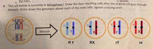 3. The cell below is currently in Metaphase I. Draw the four resulting cells after the original cell