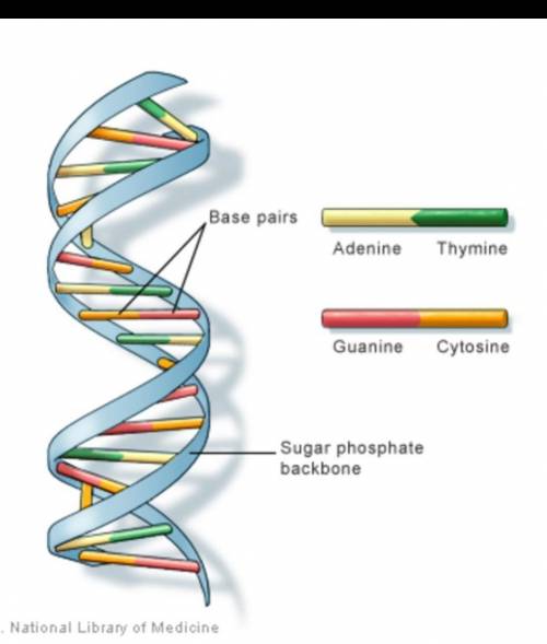 What best describes the structure of dna