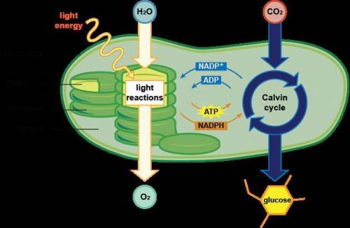 Reactions of photosynthesis ​