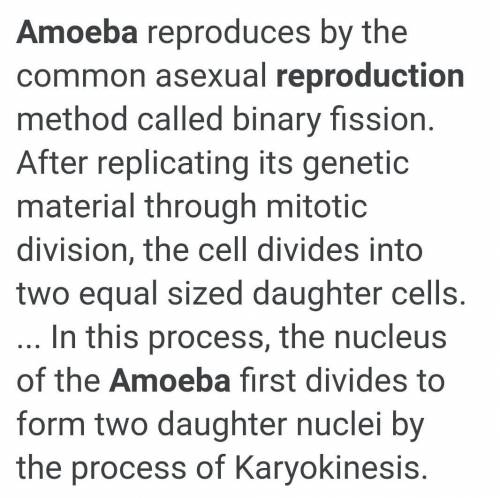 Reproductive process of amoeba​