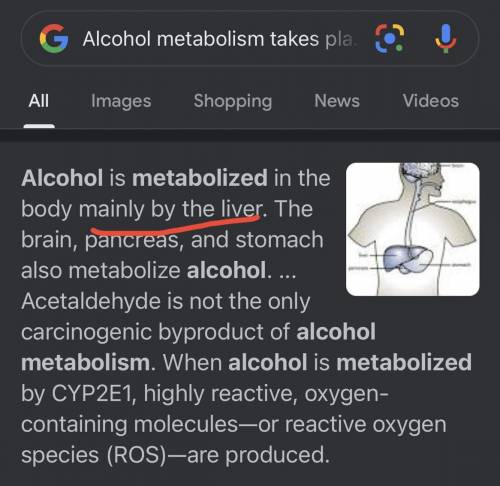 Alcohol metabolism takes place in the
O small intestine
stomach
O
heart
Oliver