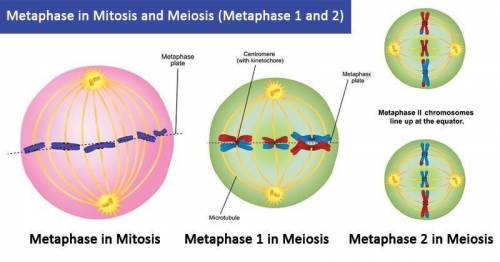 Meiosis does PMAT twice! That means there is prophase I and prophase II. There is metaphase I and me