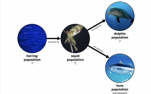 How will the increase in the tuna population affect the other populations? Be sure to explain whethe