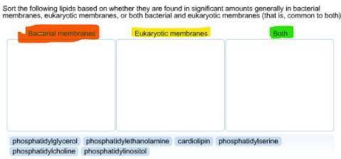 Categorize the lipids based on whether they are found in significant amounts generally in bacterial
