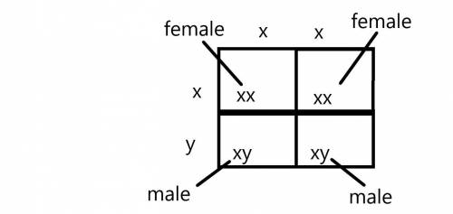 Use a Punnett square diagram to show why, for each pregnancy, the chances of giving birth to either