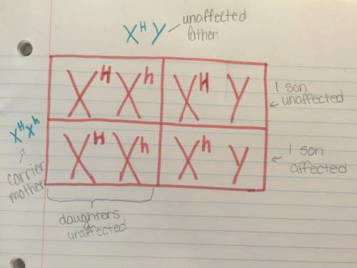 Explain why hemophilia occurs more often in males than in females. Use a Punnett square diagram to i