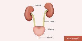 4. which of the following correctly orders the steps in liquid waste excretion?  o a. ureters kidney