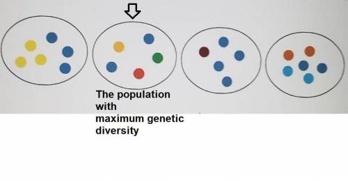 Genetic diversity is the variation in the genes of an entire species. each circle represents a popul