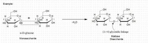 Aglycosidic bond can join two monosaccharide molecules to form a disaccharide.(t/f)