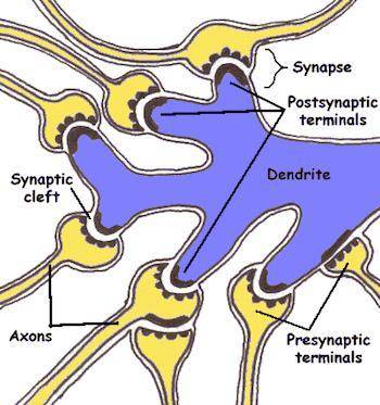 The synaptic cleft is the area between the a. soma of one neuron and the dendrite of another neuron.