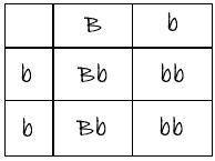 In horses, the allele for a black coat (b) is dominant over the allele for a brown coat (b). a cross