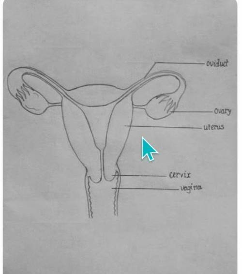 What is sex And how to draw a female reproductive system​