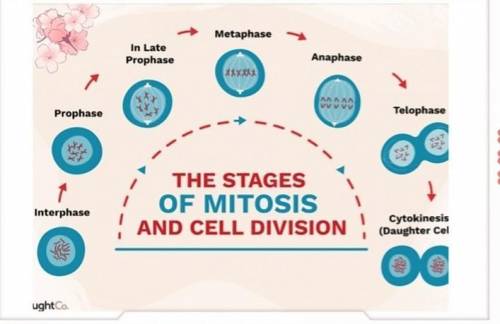Describe what occurs in each phase of mitosis.

Prophase -
Metaphase - 
Anaphase -
Telophase -
Cytok