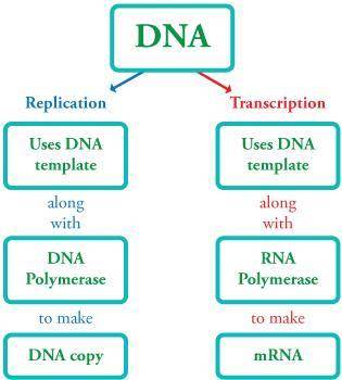 The flow of genetic information is controlled by a series of biochemical reactions that result in th