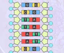 What would the dna look like if it was made from dna with the following sequences?

GCTTAAC
AND 
TTA