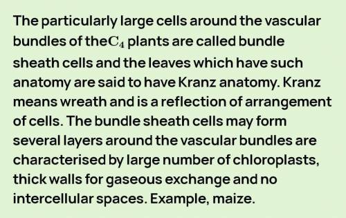What is kranz anatomy in biology ?​