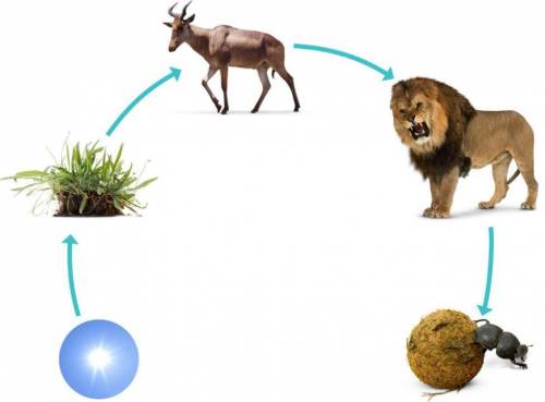 Select the food chain that correctly relates the organisms from the primary consumer to the tertiary