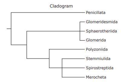 The relationships among different orders of millipedes are shown in the cladogram. Based on this cla