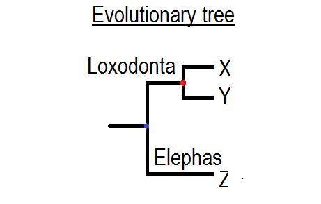 Currently, two of the living elephant species (X and Y) are placed in the genus Loxodonta, and a thi