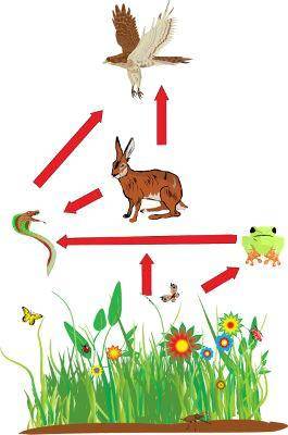 Using the organisms you identified in part B, create a food web for the ecosystem you chose. Use thi