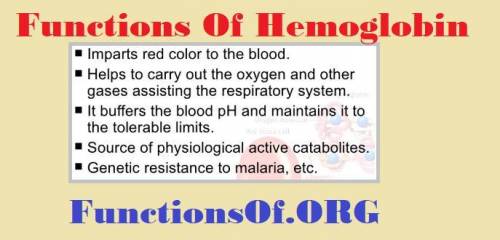 What is the function of hemoglobin in the body?

A) It binds with oxygen in red blood cells and it i