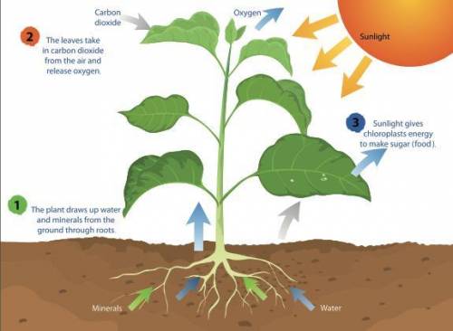 What is photosynthesis ​
