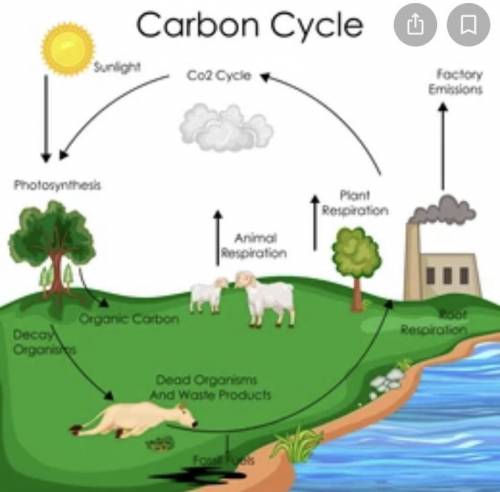 PLEASE HELP WILL GIVE BRAINLEST

Analyze the given diagram of the carbon cycle below.An image of car