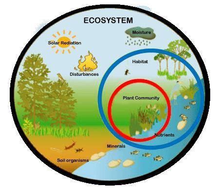 Podríamos decir que un ecosistema es un “Lugar”? Justifica tu respuesta.