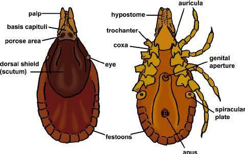 Diagram of a tick with labels​