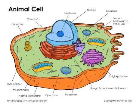 Draw an animal cell and label it's parts​