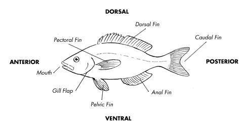 Draw a fish (tilapia) and label the parts​