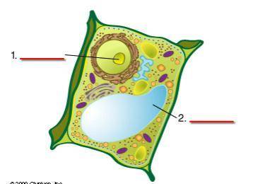 Look at the following plant cell. Which of the choices below correctly identifies the names of the s