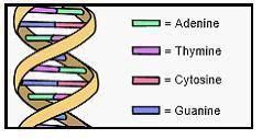 The diagram below shows a portion of DNA. The nucleobases adenine, thymine, cytosine, and guanine ar