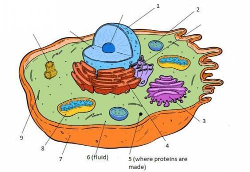 Look at the picture and match the organelle with the number