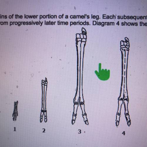 Diagram 1 shows the fossilized remains of the lower portion of a camel’s leg. each subsequent diagra