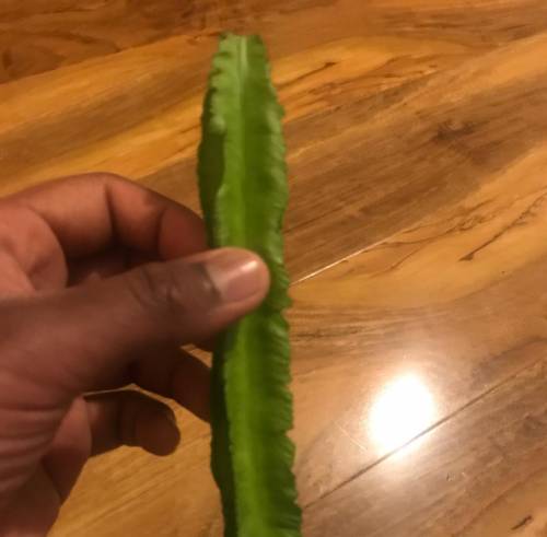 What is the name of this vegetable?